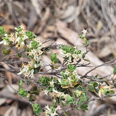 Brachyloma daphnoides at Fadden, ACT - 31 Oct 2025 by Mike