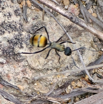 Polyrhachis ammon (Golden-spined Ant, Golden Ant) at Fadden, ACT - 31 Oct 2025 by Mike