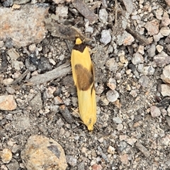 Merocroca automima (Chezala group) at Fadden, ACT - 31 Oct 2025 by Mike