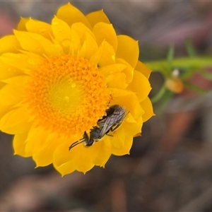 Unverified Bee (Hymenoptera, Apiformes) at Fadden, ACT - 31 Oct 2025 by Mike