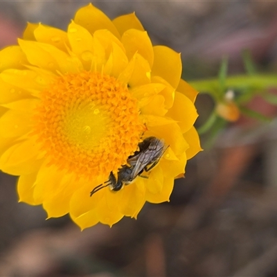 Unverified Bee (Hymenoptera, Apiformes) at Fadden, ACT - 31 Oct 2025 by Mike