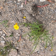 Xerochrysum viscosum (Sticky Everlasting) at Fadden, ACT - 31 Oct 2025 by Mike