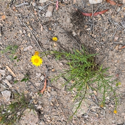 Xerochrysum viscosum (Sticky Everlasting) at Fadden, ACT - 31 Oct 2025 by Mike