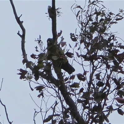 Callocephalon fimbriatum at Fadden, ACT - 31 Oct 2025 by Mike