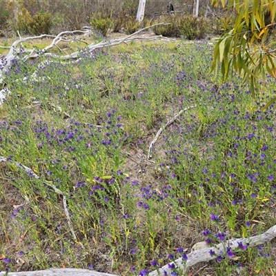 Echium plantagineum (Paterson's Curse) at Fadden, ACT - 31 Oct 2025 by Mike