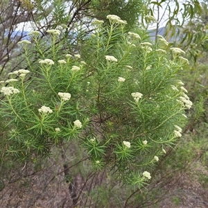 Cassinia longifolia at Fadden, ACT - 31 Oct 2025 by Mike