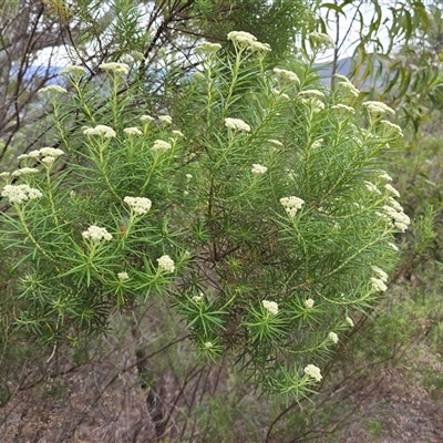 Cassinia longifolia (Shiny Cassinia, Cauliflower Bush) at Fadden, ACT - 31 Oct 2025 by Mike