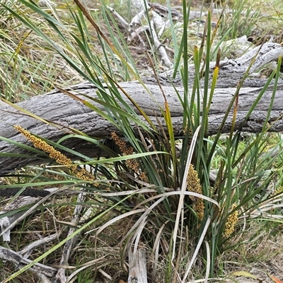 Lomandra longifolia at Fadden, ACT - 31 Oct 2025 by Mike