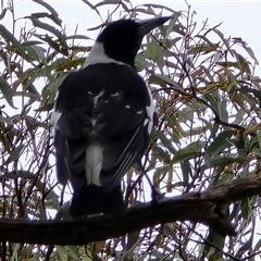 Gymnorhina tibicen (Australian Magpie) at Fadden, ACT - 31 Oct 2025 by Mike