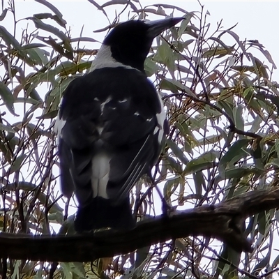 Gymnorhina tibicen (Australian Magpie) at Fadden, ACT - 31 Oct 2025 by Mike