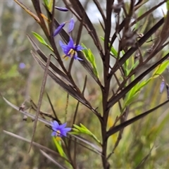 Stypandra glauca (Nodding Blue Lily) at Fadden, ACT - 31 Oct 2025 by Mike