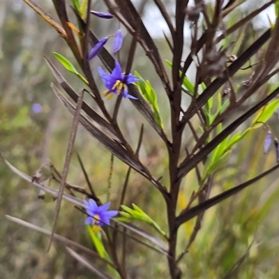 Stypandra glauca (Nodding Blue Lily) at Fadden, ACT - 31 Oct 2025 by Mike