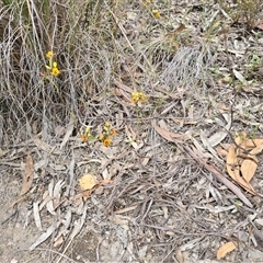 Diuris semilunulata (Late Leopard Orchid) at Fadden, ACT - 31 Oct 2025 by Mike
