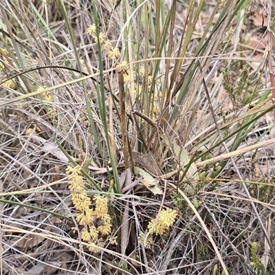 Lomandra multiflora (Many-flowered Matrush) at Fadden, ACT - 31 Oct 2025 by Mike