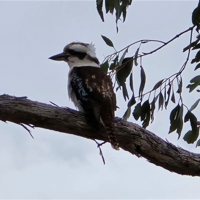 Dacelo novaeguineae (Laughing Kookaburra) at Fadden, ACT - 31 Oct 2025 by Mike