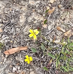 Goodenia hederacea subsp. hederacea (Ivy Goodenia, Forest Goodenia) at Fadden, ACT - 31 Oct 2025 by Mike