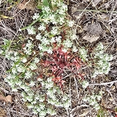 Poranthera microphylla (Small Poranthera) at Fadden, ACT - 31 Oct 2025 by Mike