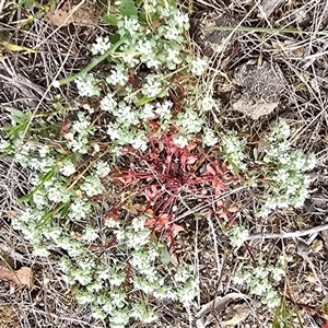 Poranthera microphylla at Fadden, ACT - 31 Oct 2025 03:22 PM