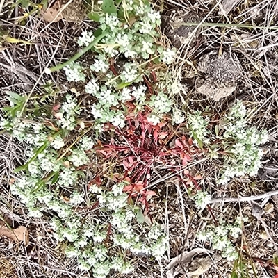 Poranthera microphylla (Small Poranthera) at Fadden, ACT - 31 Oct 2025 by Mike