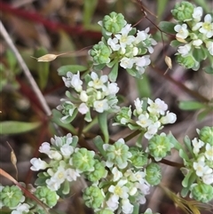 Poranthera microphylla at Fadden, ACT - 31 Oct 2025 03:22 PM