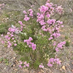 Kunzea parvifolia (Violet Kunzea) at Fadden, ACT - 31 Oct 2025 by Mike