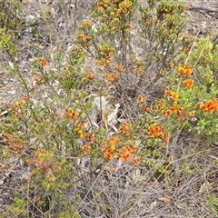 Dillwynia sericea (Egg And Bacon Peas) at Isaacs, ACT - 1 Nov 2025 by Mike