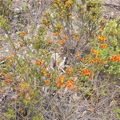 Dillwynia sericea (Egg And Bacon Peas) at Isaacs, ACT - 1 Nov 2025 by Mike