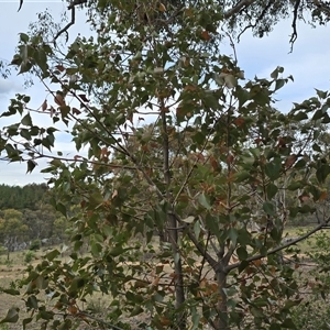 Brachychiton populneus subsp. populneus (Kurrajong) at Isaacs, ACT - 31 Oct 2025 by Mike