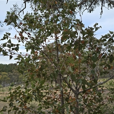 Brachychiton populneus subsp. populneus (Kurrajong) at Isaacs, ACT - 31 Oct 2025 by Mike