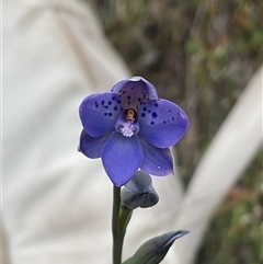 Thelymitra juncifolia (Dotted Sun Orchid) at Aranda, ACT - 31 Oct 2025 by Jennybach
