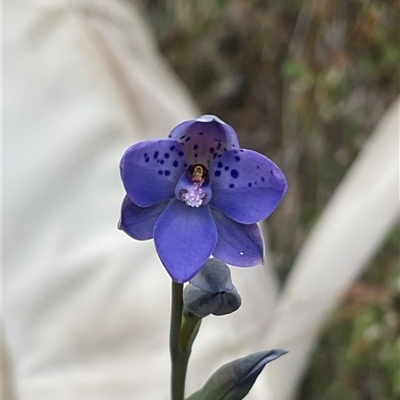Thelymitra juncifolia (Dotted Sun Orchid) at Aranda, ACT - 31 Oct 2025 by Jennybach