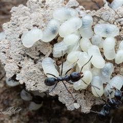 Iridomyrmex sp. (genus) (Ant) at Page, ACT - 30 Oct 2025 by Cristy1676