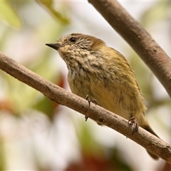Unverified Small (Robin, Finch, Thornbill etc) at Strathnairn, ACT - 31 Oct 2025 by Thurstan