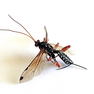 Unverified Parasitic wasp (numerous families) at Goulburn, NSW - 31 Oct 2025 by Milly