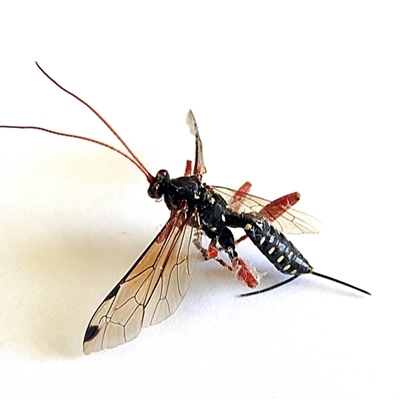 Echthromorpha intricatoria (Cream-spotted Ichneumon) at Goulburn, NSW - 31 Oct 2025 by Milly