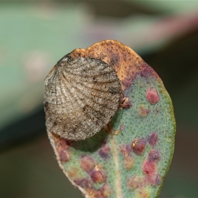 Creiis costatus (A lerp of eucalypts) at Bruce, ACT - 31 Oct 2025 by AlisonMilton