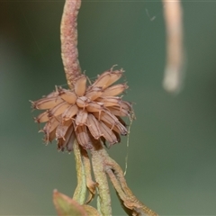 Paropsis atomaria (Eucalyptus leaf beetle) at Bruce, ACT - 31 Oct 2025 by AlisonMilton