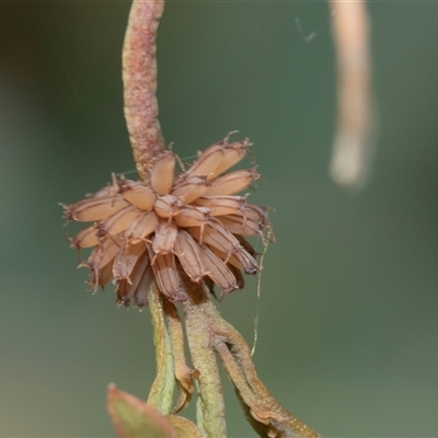 Paropsis atomaria (Eucalyptus leaf beetle) at Bruce, ACT - 31 Oct 2025 by AlisonMilton