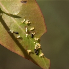 Paropsisterna cloelia (Eucalyptus variegated beetle) at Bruce, ACT - 31 Oct 2025 by AlisonMilton