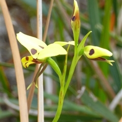 Diuris sulphurea (Tiger Orchid) at Clifton Beach, TAS - 26 Oct 2025 by VanessaC