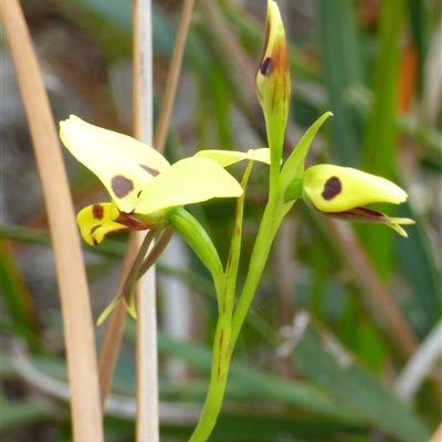 Diuris sulphurea (Tiger Orchid) at Clifton Beach, TAS - 26 Oct 2025 by VanessaC