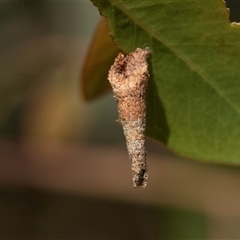 Conoeca or Lepidoscia (genera) IMMATURE (Unidentified Cone Case Moth larva, pupa, or case) at Bruce, ACT - 31 Oct 2025 by AlisonMilton