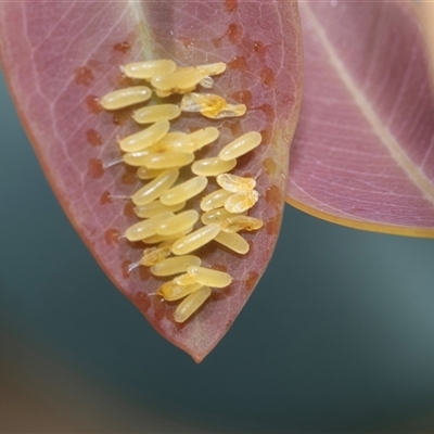 Paropsisterna cloelia (Eucalyptus variegated beetle) at Bruce, ACT - 31 Oct 2025 by AlisonMilton