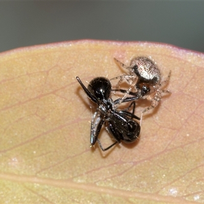 Unverified Other hunting spider at Bruce, ACT - 31 Oct 2025 by AlisonMilton