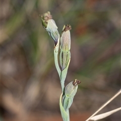 Calochilus platychilus (Purple Beard Orchid) at Bruce, ACT - 31 Oct 2025 by AlisonMilton