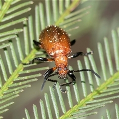 Ecnolagria grandis (Honeybrown beetle) at Bruce, ACT - 31 Oct 2025 by AlisonMilton
