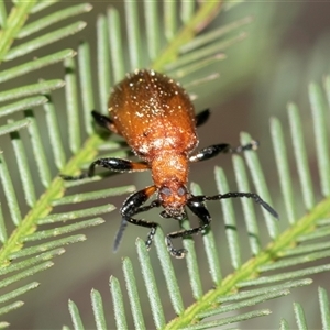 Ecnolagria grandis (Honeybrown beetle) at Bruce, ACT - Yesterday by AlisonMilton