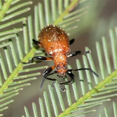 Ecnolagria grandis (Honeybrown beetle) at Bruce, ACT - 31 Oct 2025 by AlisonMilton