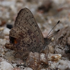 Paralucia aurifera (Bright Copper) at Paddys River, ACT - 31 Oct 2025 by ChrisChapman