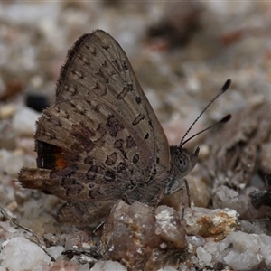 Paralucia aurifera at Paddys River, ACT - Yesterday by ChrisChapman